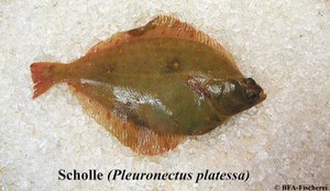 Pleuronectes platessa