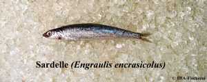 Engraulis encrasicolus
