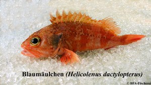 Helicolenus dactylopterus