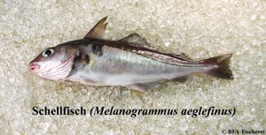 Melanogrammus aeglefinus