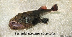 Lophius piscatorius