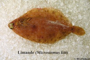 Microstomus kitt