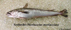 Merluccius merluccius
