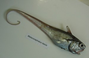 Malacocephalus  laevis 